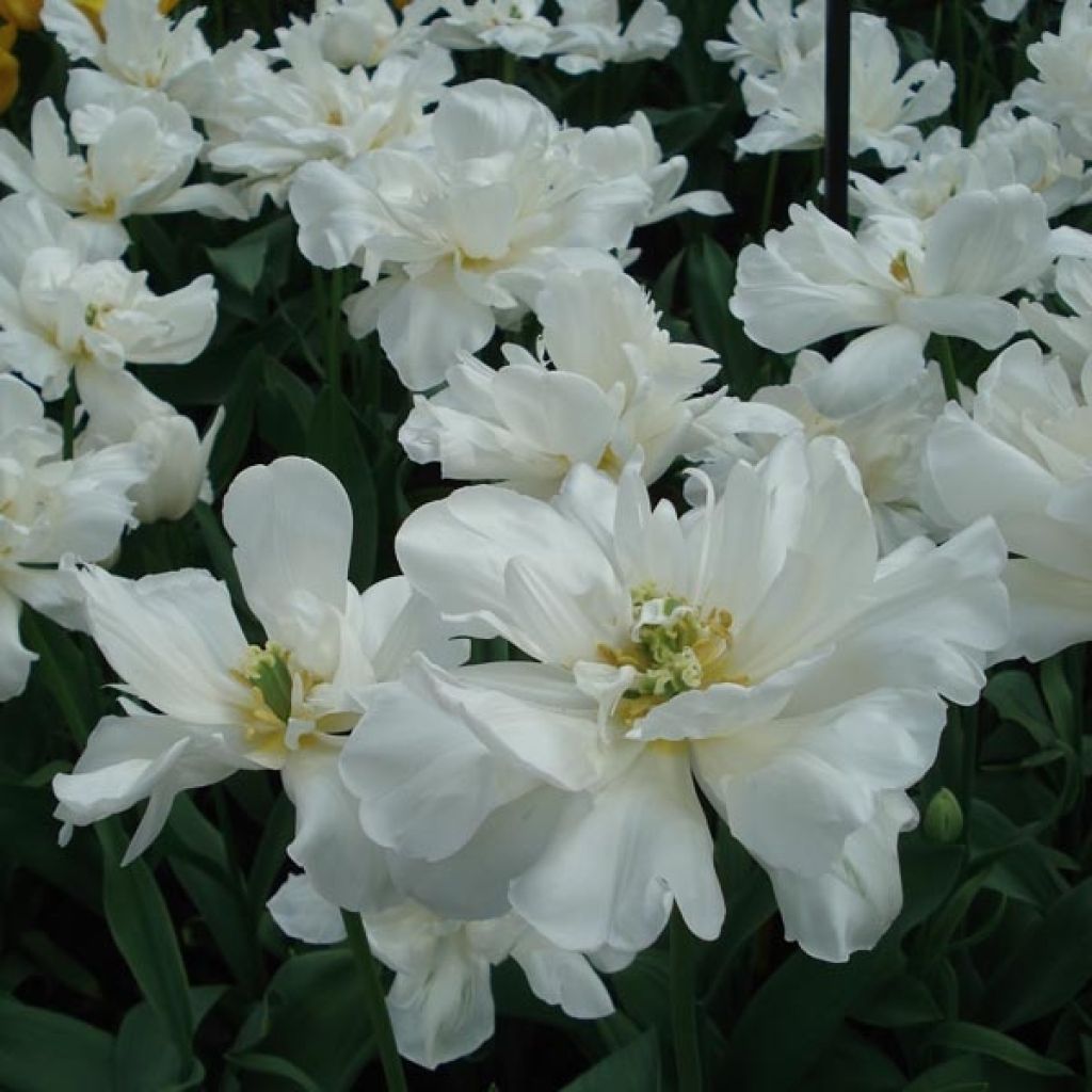 Tulipa Mount Tacoma- Double Early Tulip