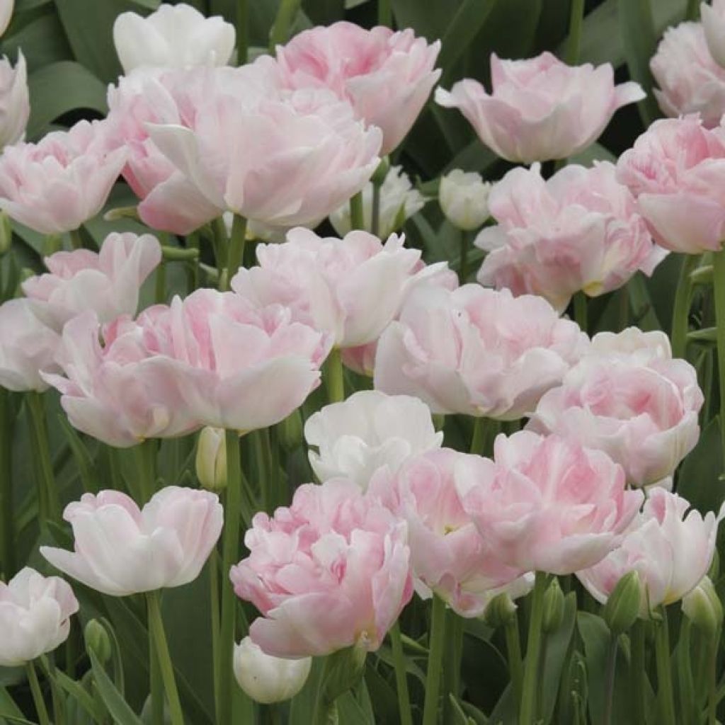 Tulipa Angélique - Double Late Tulip