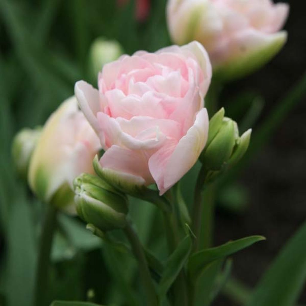 Tulipa Angélique - Double Late Tulip