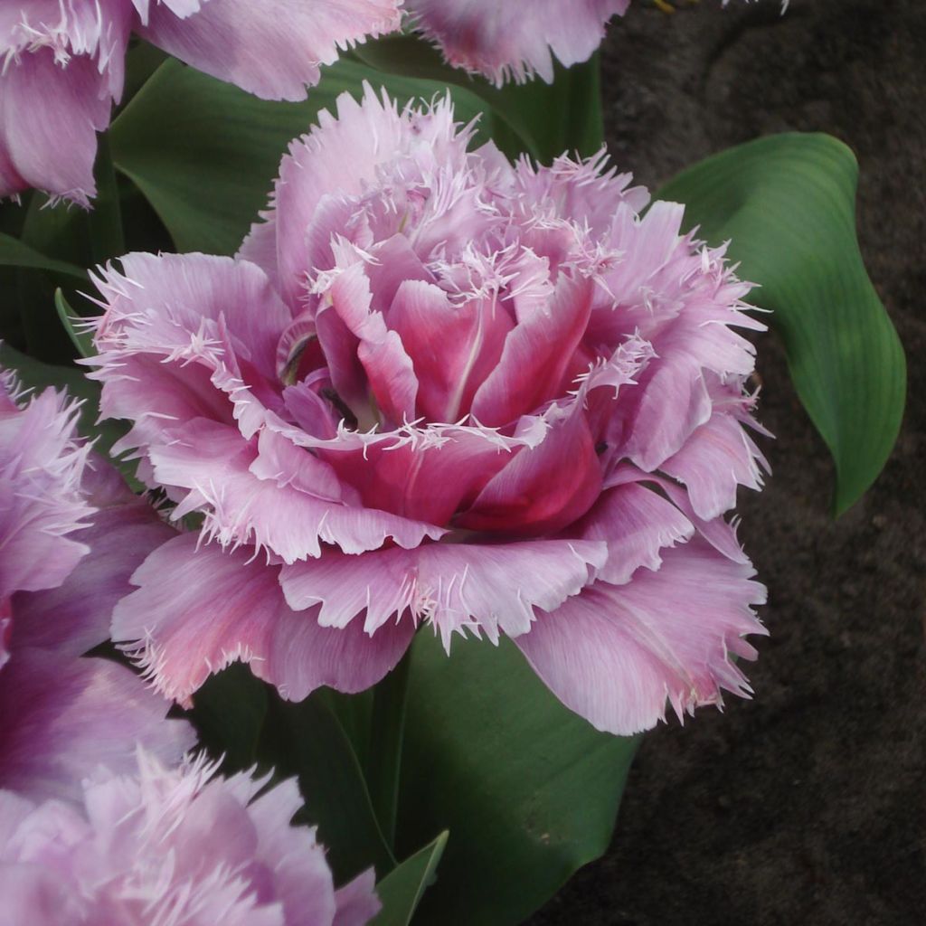 Tulipa Mascotte - Fringed Tulip