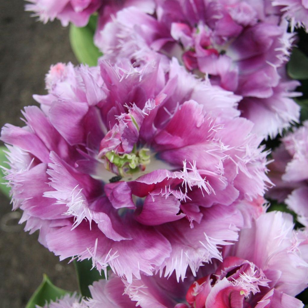 Tulipa Mascotte - Fringed Tulip