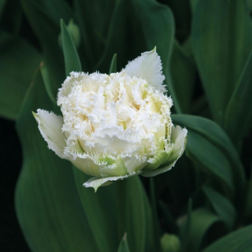 Tulipa crispa Snow Crystal - Fringed Tulip