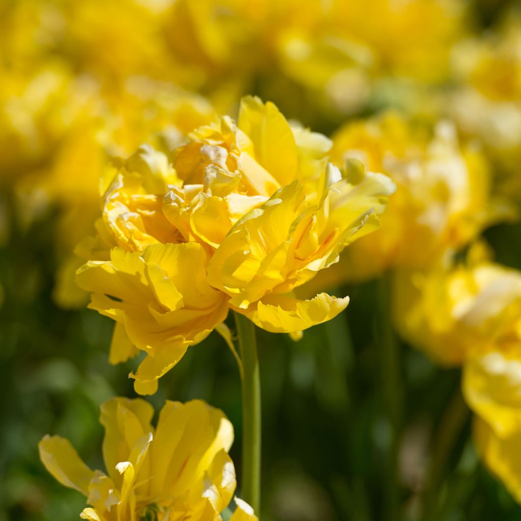 Tulipa Yellow Margarita - Double Early Tulip