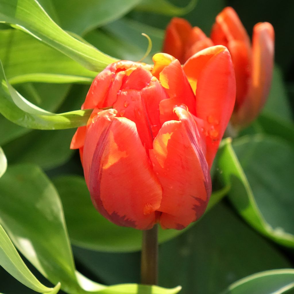 Tulipa 'Hermitage'