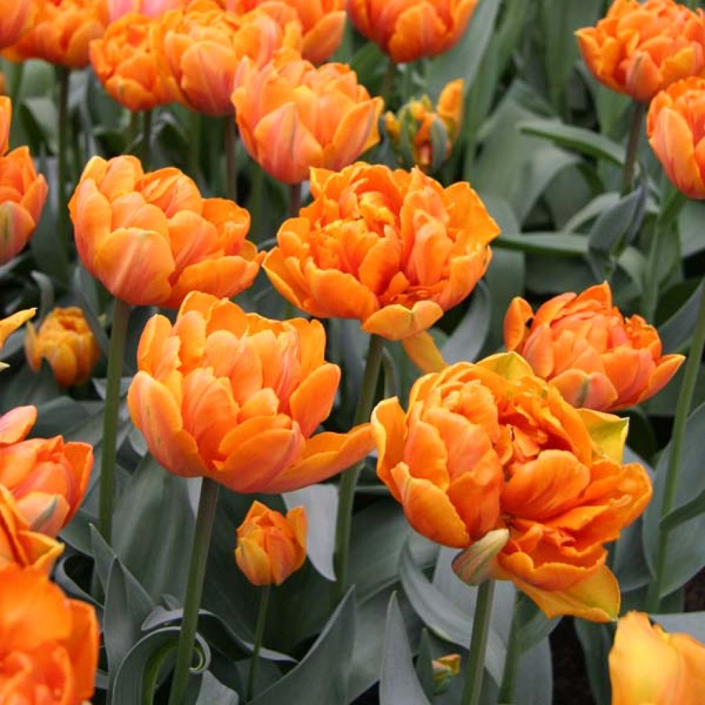 Tulipa Orange Princess - Double Late Tulip