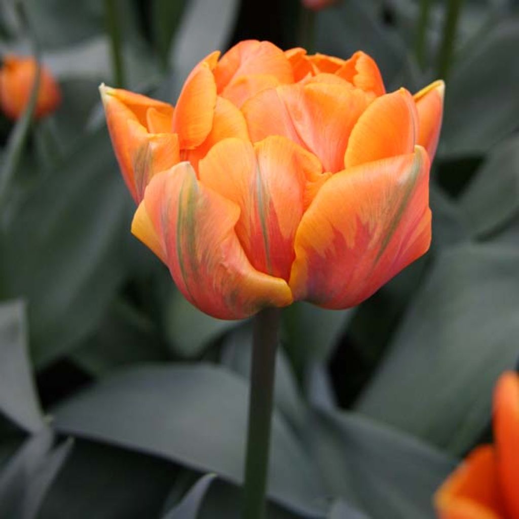 Tulipa Orange Princess - Double Late Tulip