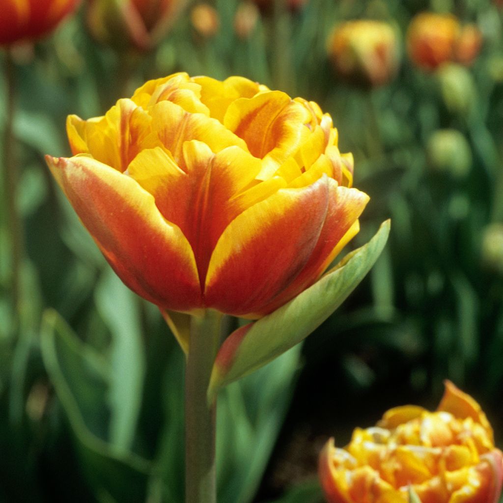 Tulipa Bonanza - Double late Tulip