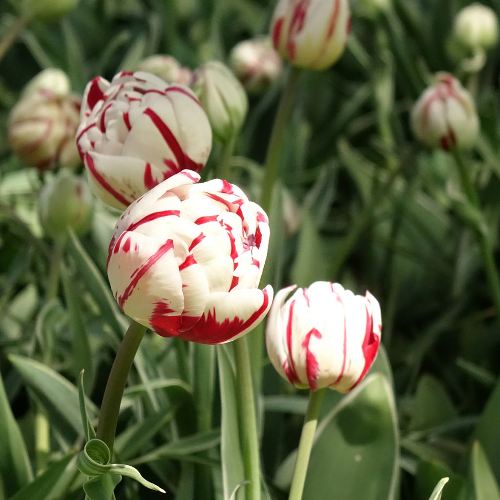 Tulipa Nice Carnival - Double Late Tulip