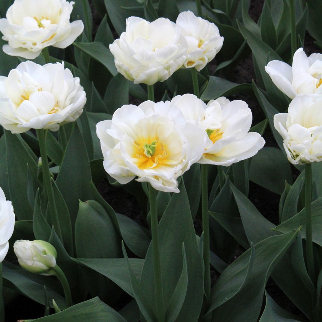Tulipa Cool - Late double Tulip
