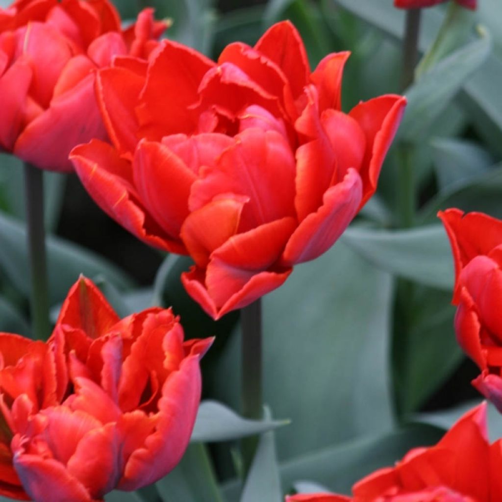 Tulipa Red Princess - Double Late Tulip