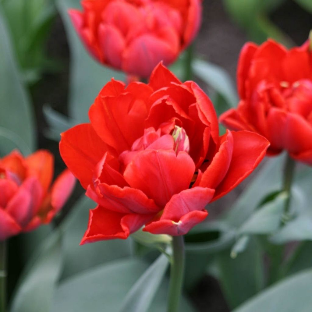 Tulipa Red Princess - Double Late Tulip