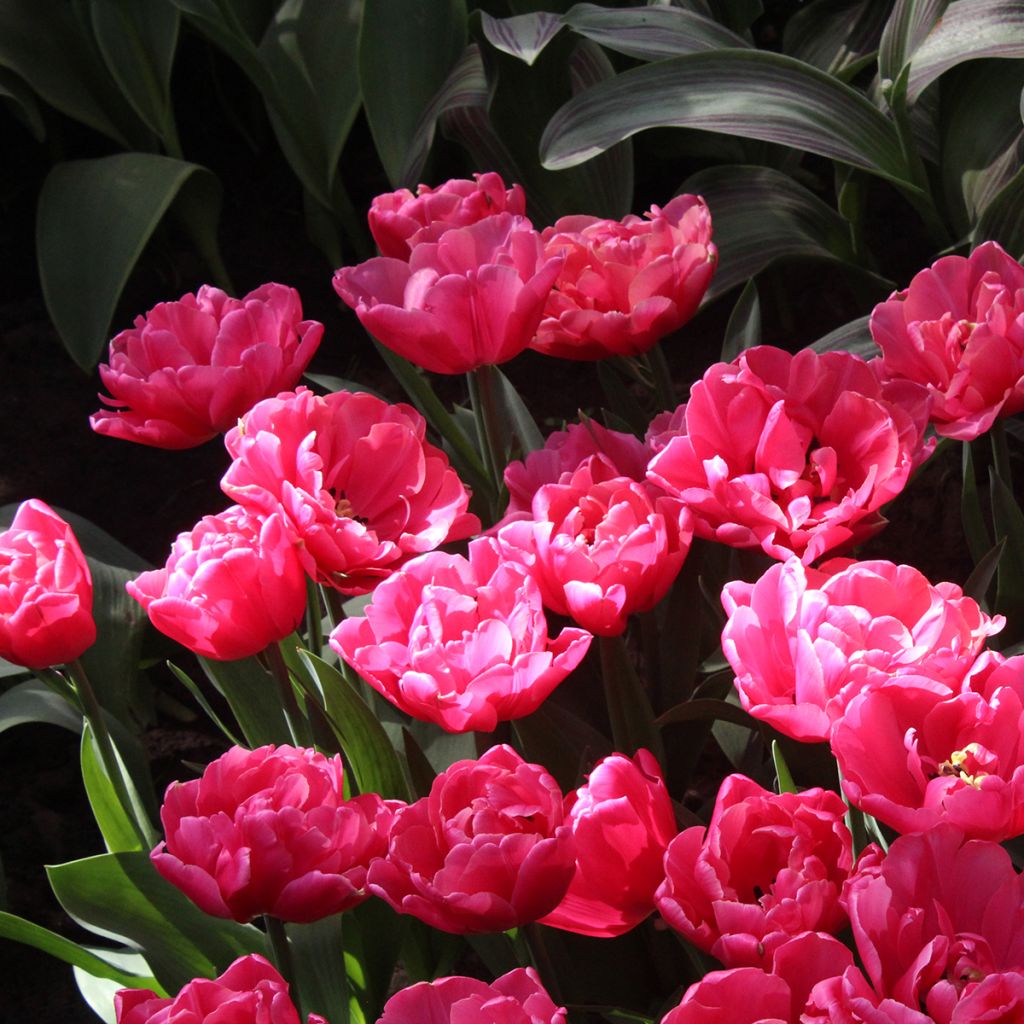 Tulipa Sunset Tropical - Double Late Tulip