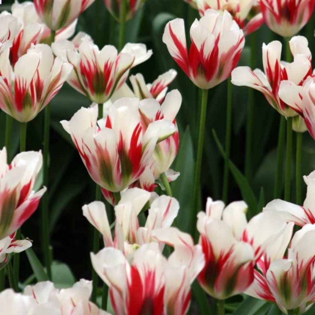 Tulipa viridiflora Flaming Spring Green