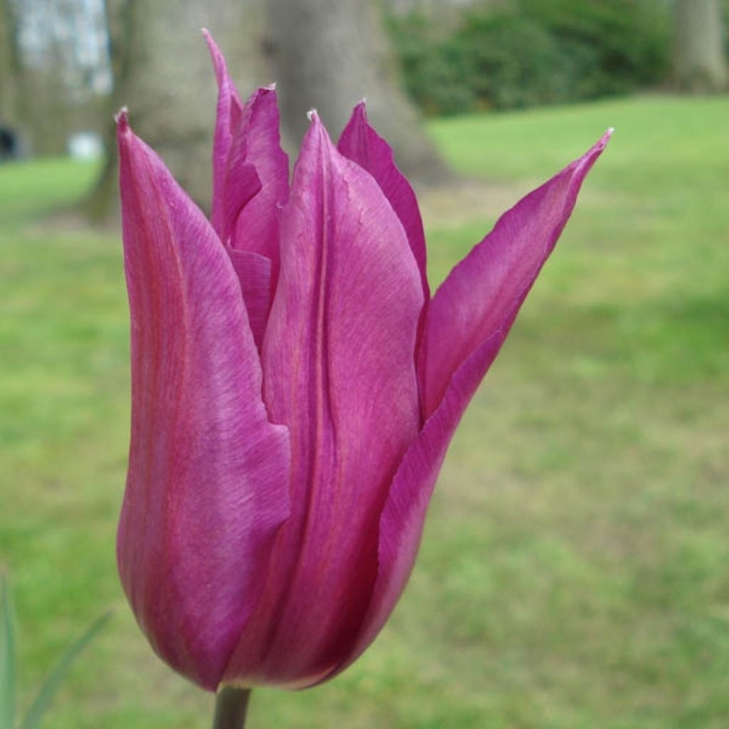 Tulipa Burgundy