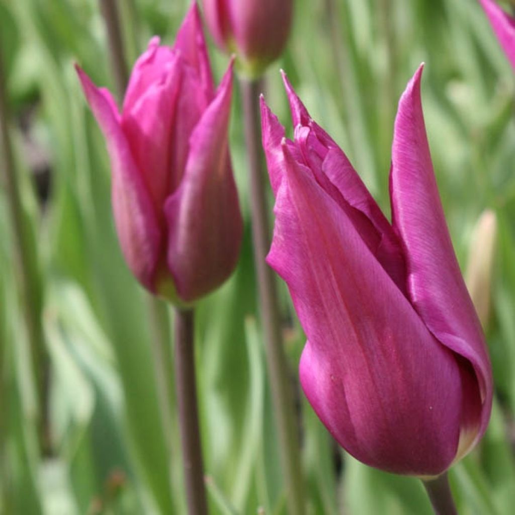 Tulipa Burgundy