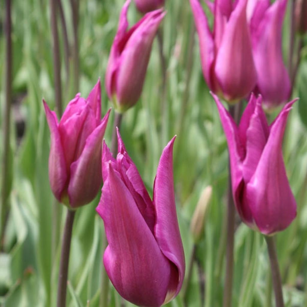 Tulipa Burgundy