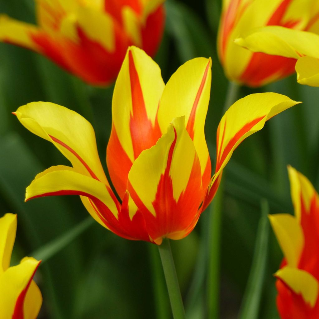 Tulipa Fire Wings - Lily flowering Tulip