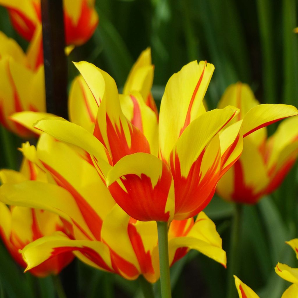 Tulipa Fire Wings - Lily flowering Tulip