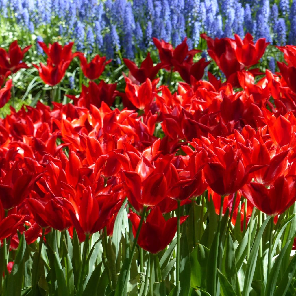 Tulipa Red Shine - Lily flowering Tulip