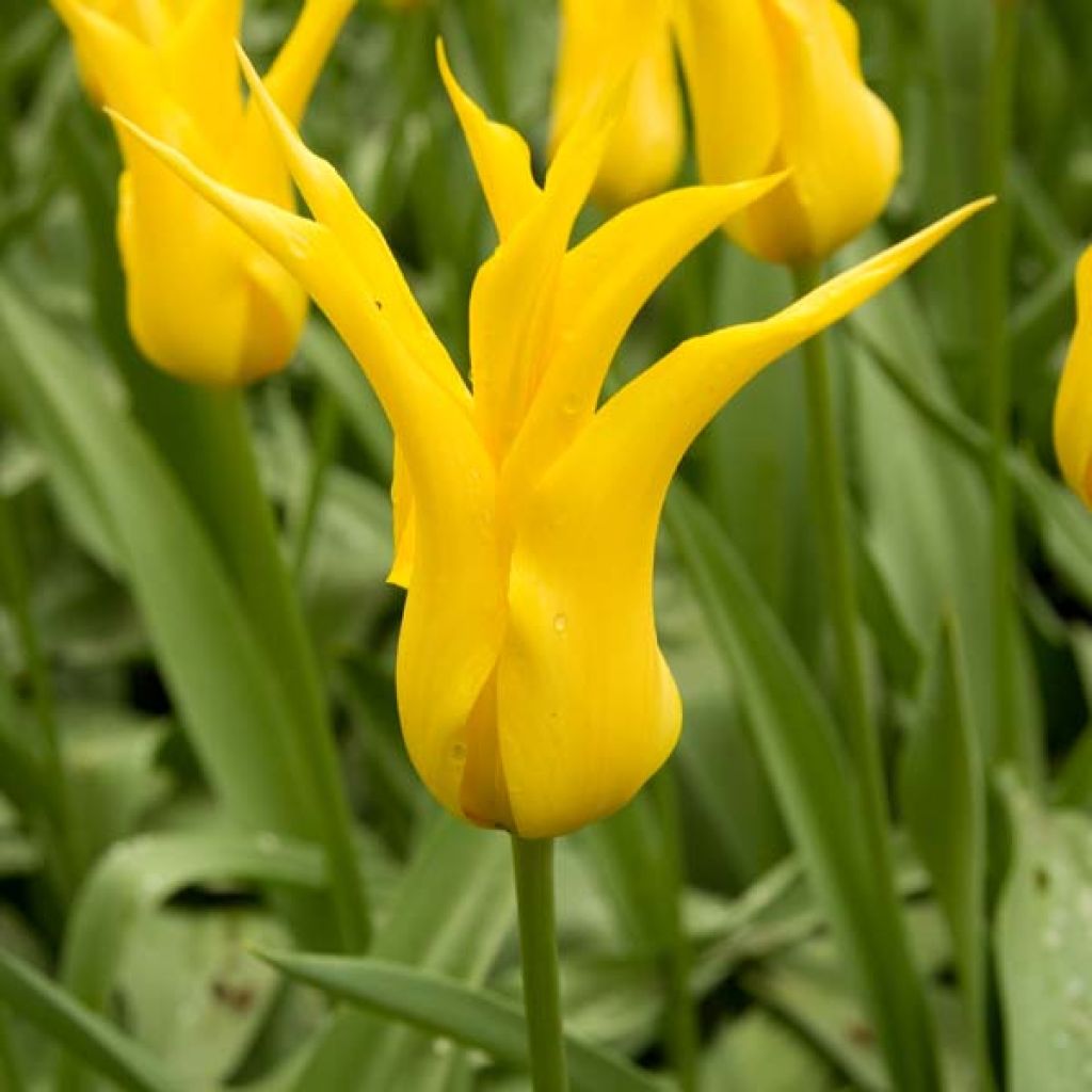 Tulipa West Point
