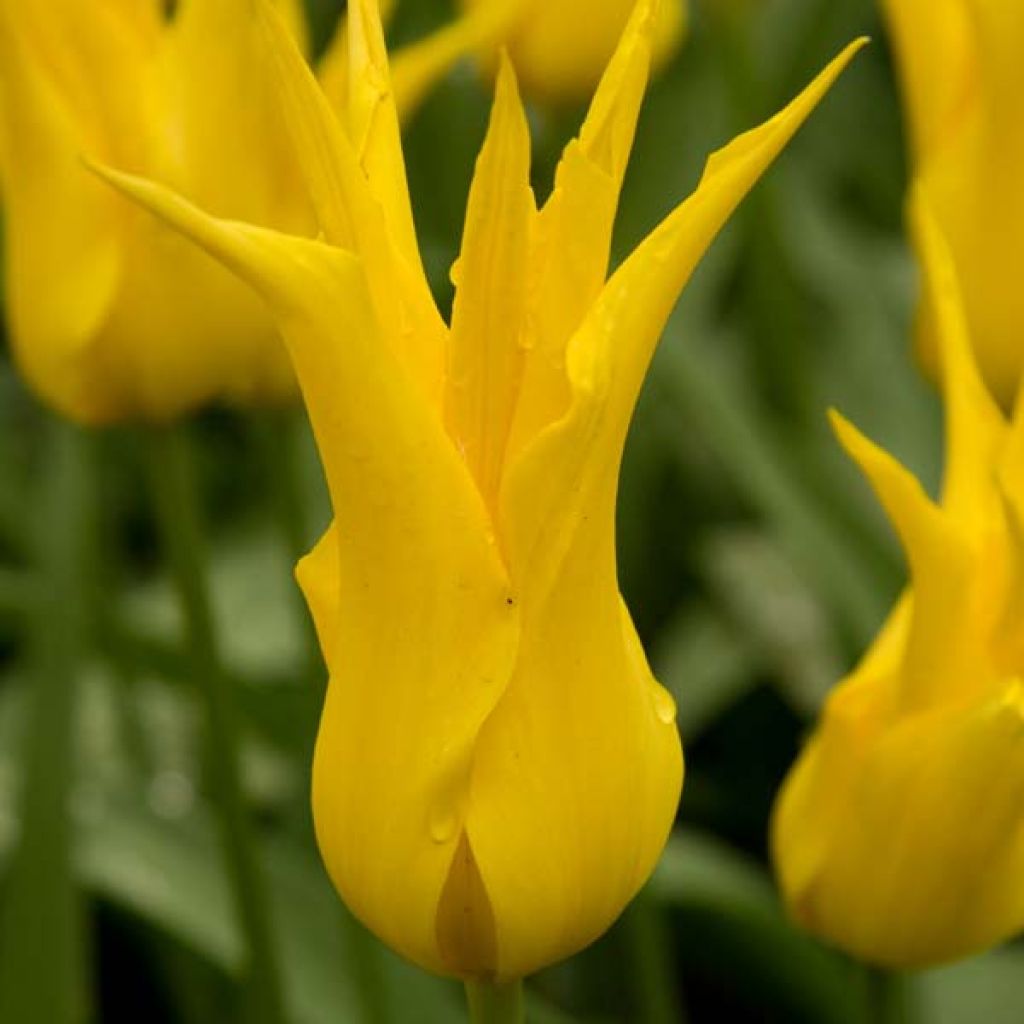 Tulipa West Point