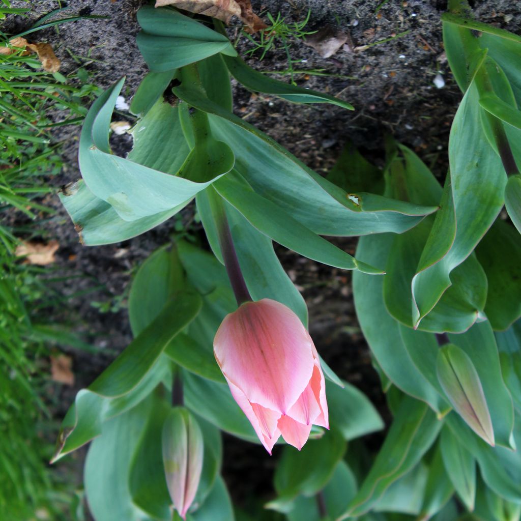 Tulipa Albert Heijn