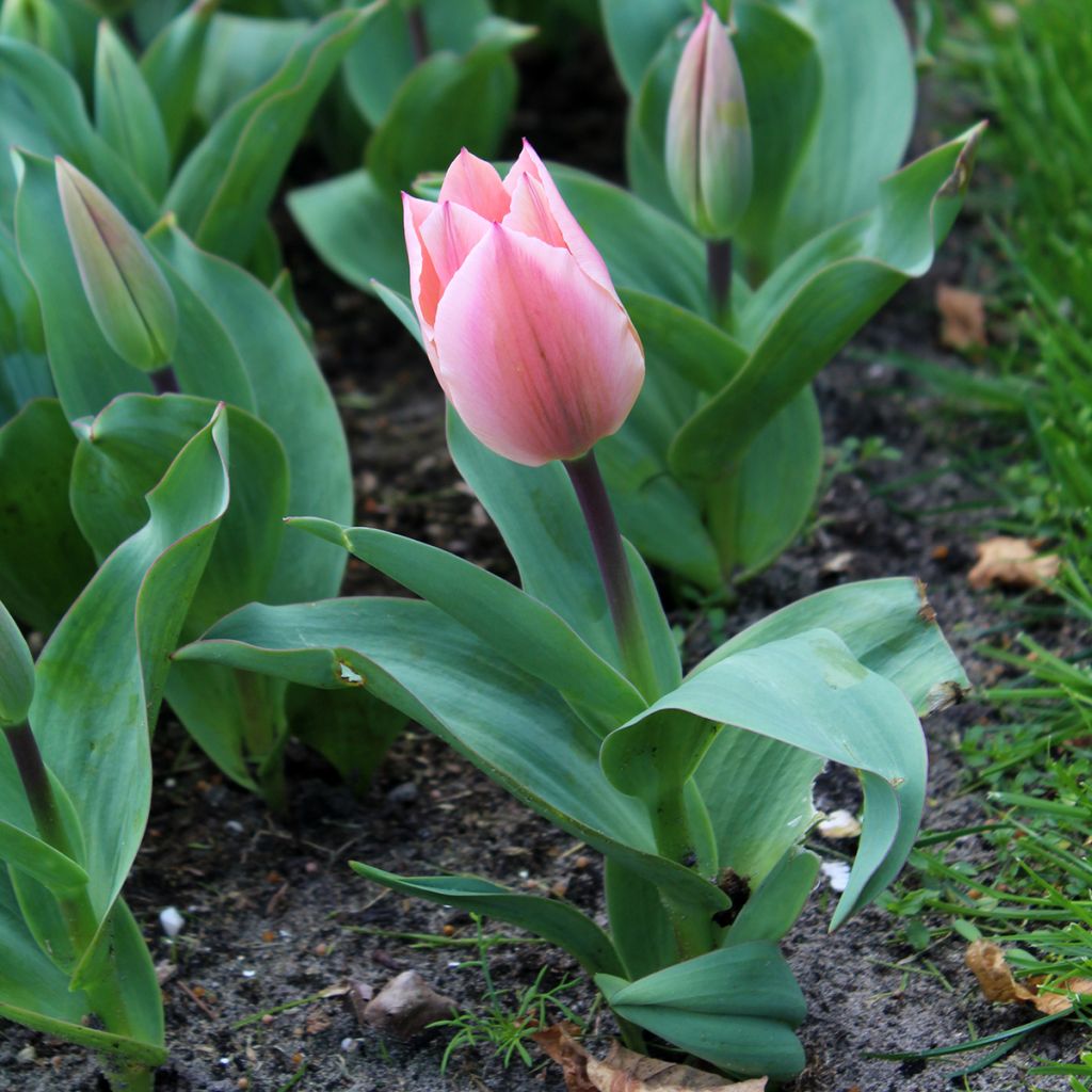 Tulipa Albert Heijn