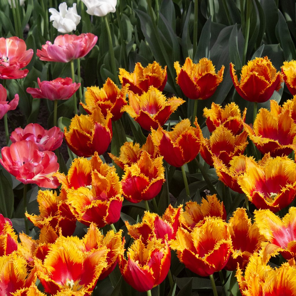 Tulipa fosteriana 'Sweetheart'
