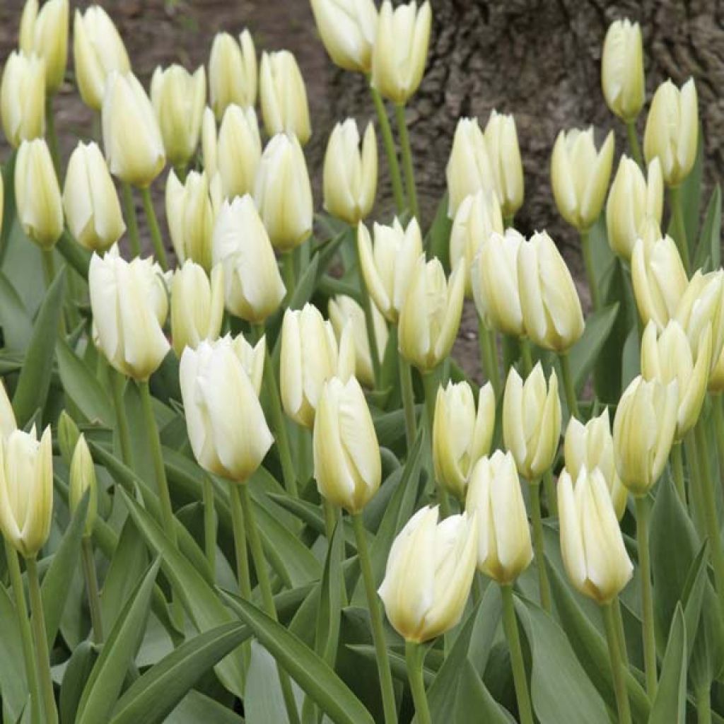 Tulipa fosteriana Purissima