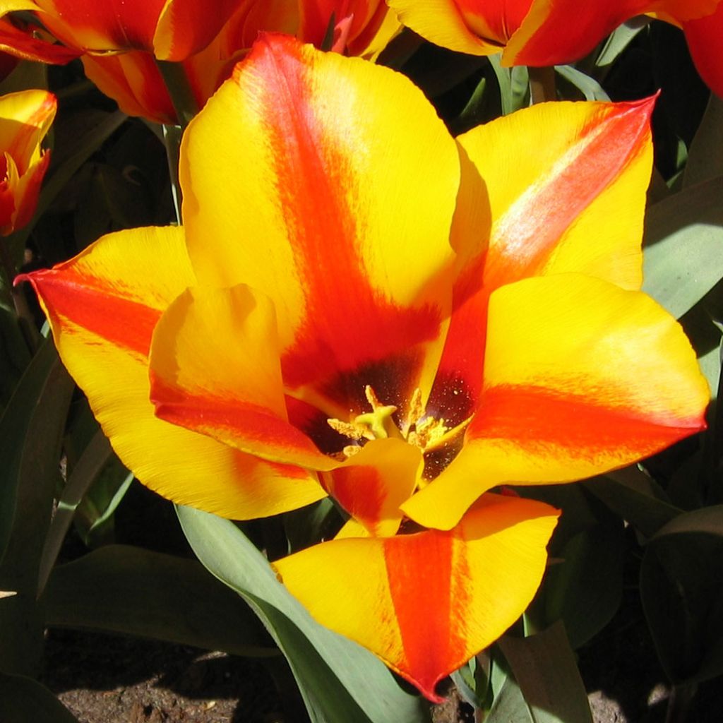 Tulipa Engadin