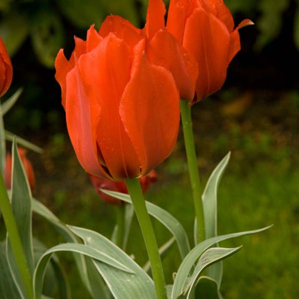 Tulipa Rob Verlinden