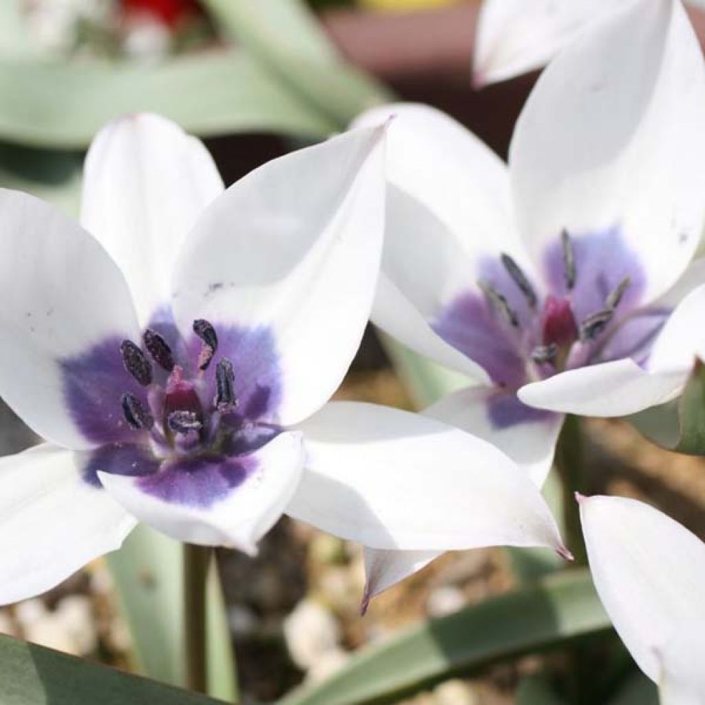 Tulipa Albocaerula Oculata Group