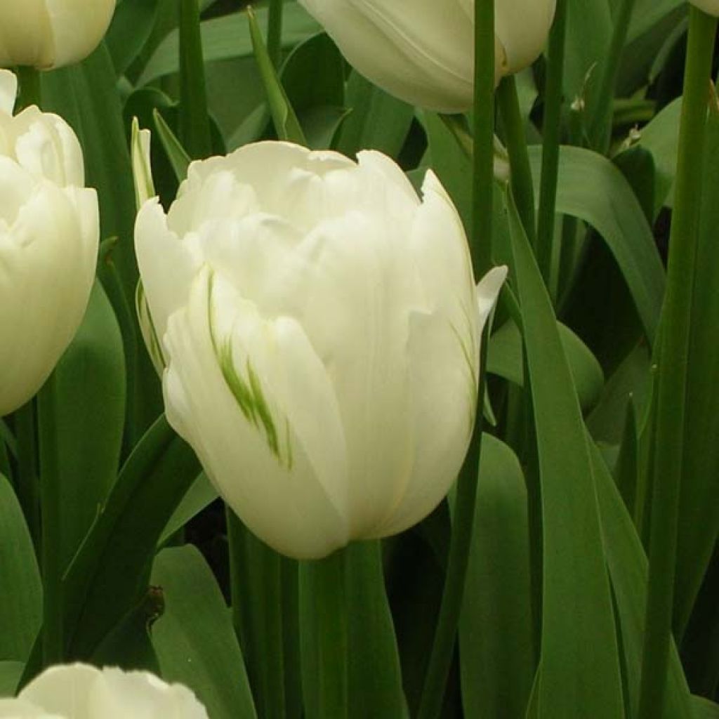 Tulipa Maureen - Early simple Tulip