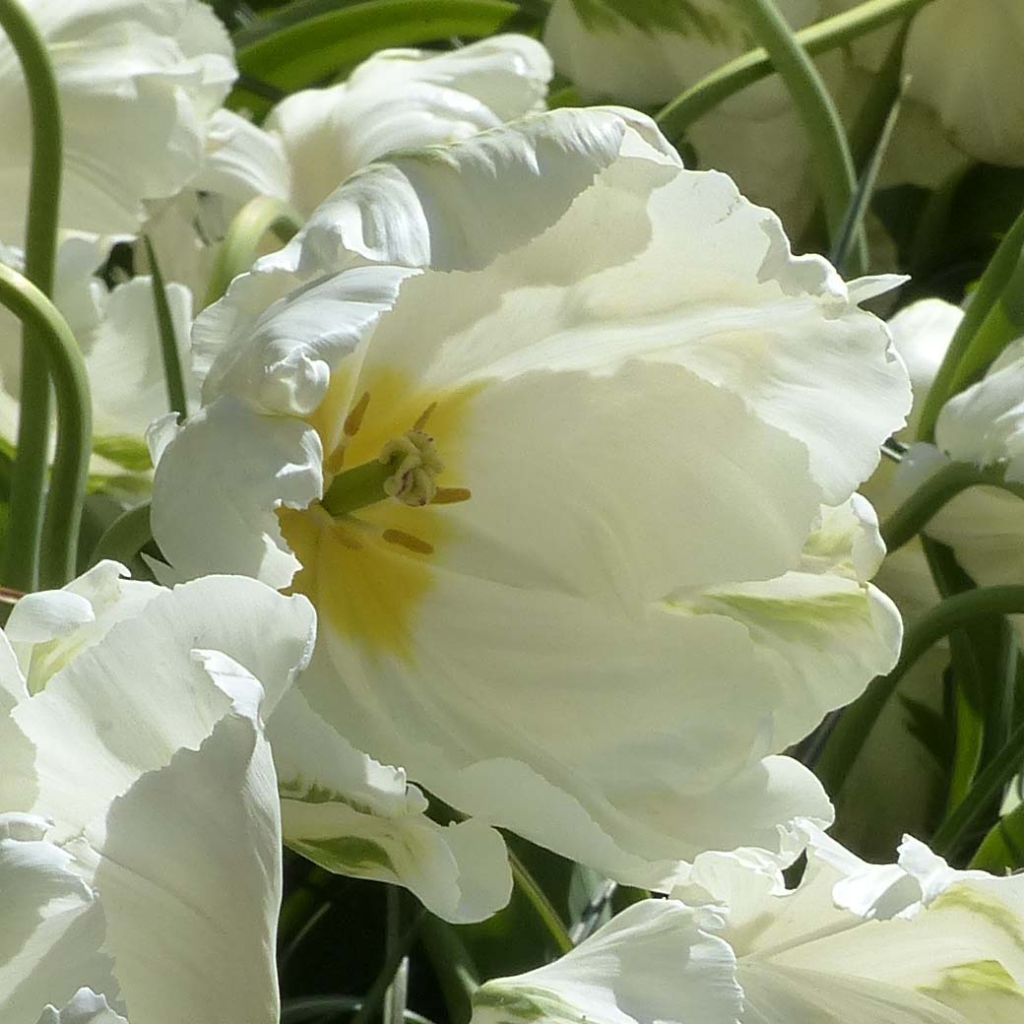 Tulipa Madonna - Parrot Tulip