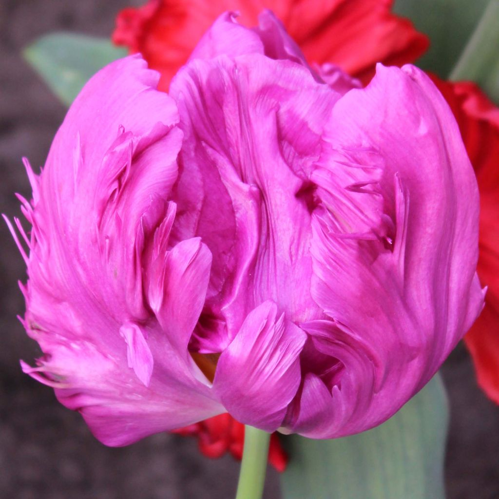 Tulipa Parrot Prince