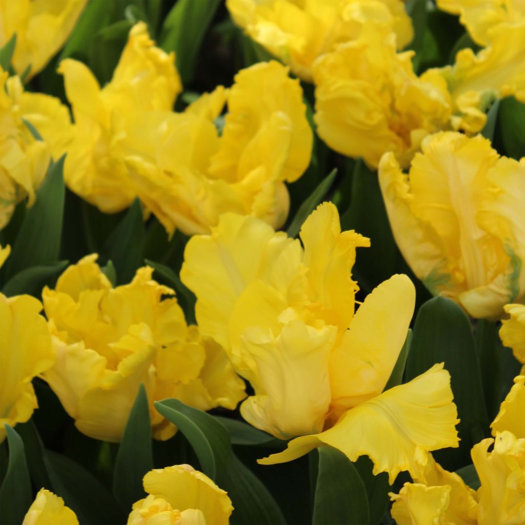 Tulipa Yellow Sun - Parrot Tulip