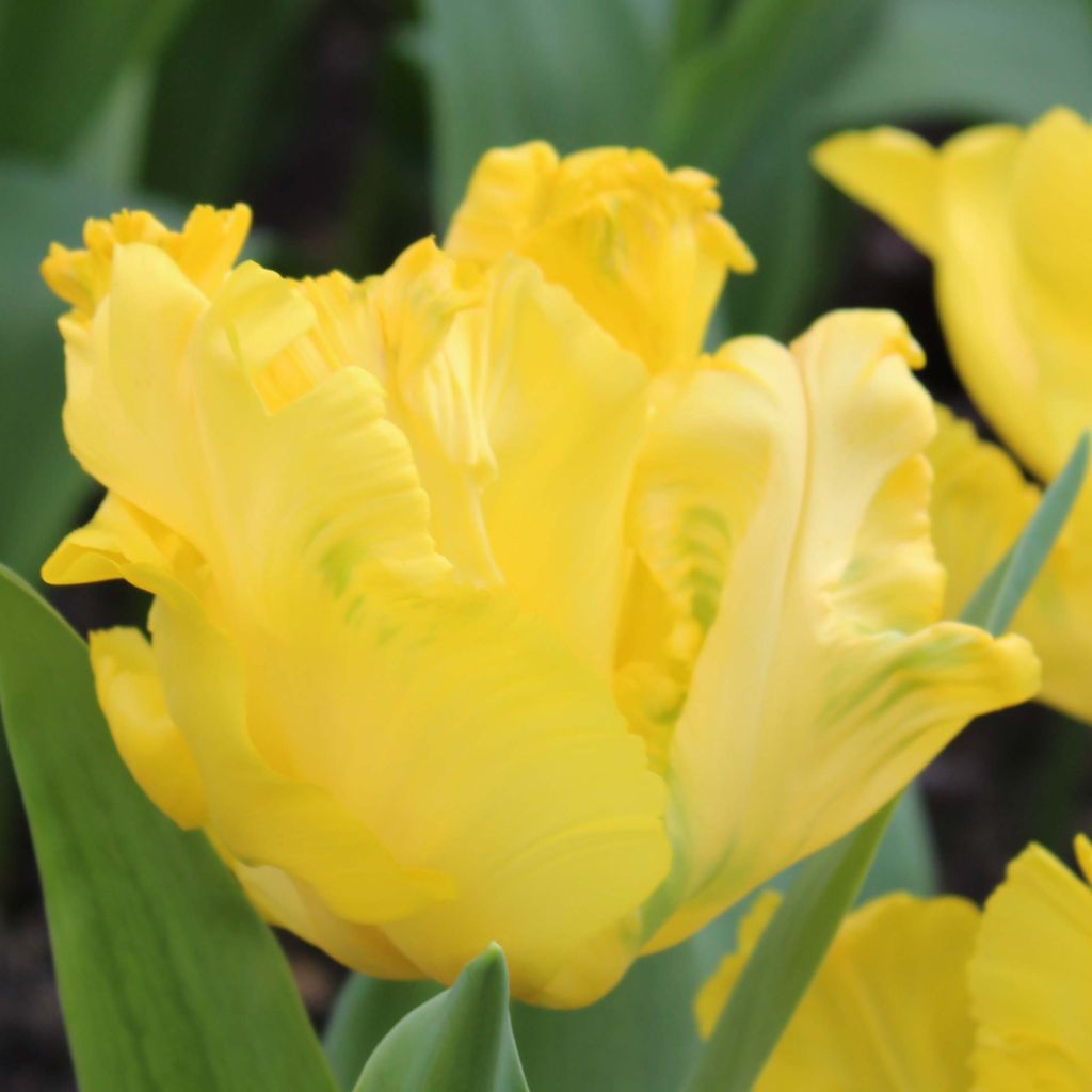 Tulipa Yellow Sun - Parrot Tulip