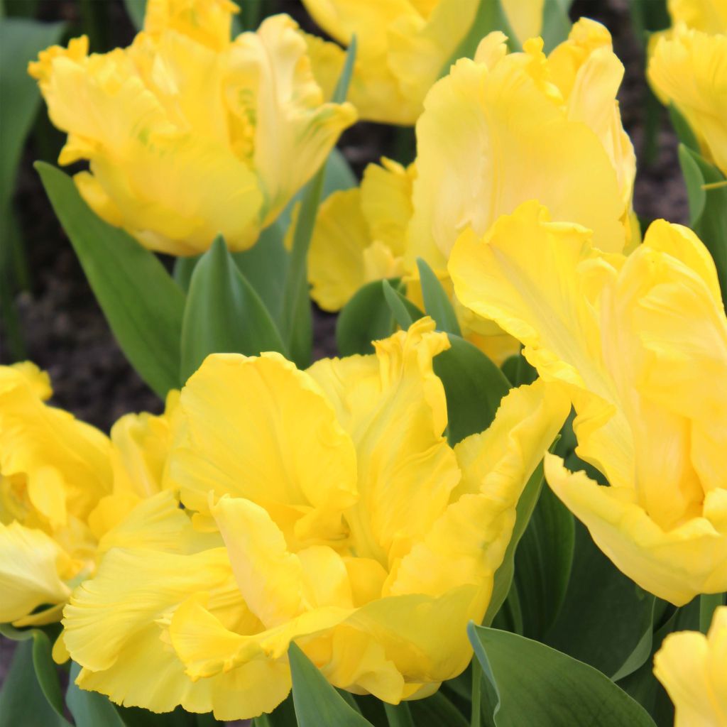 Tulipa Yellow Sun - Parrot Tulip