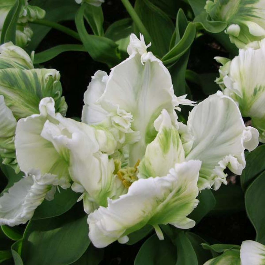 Tulipa Super Parrot - Parrot Tulip