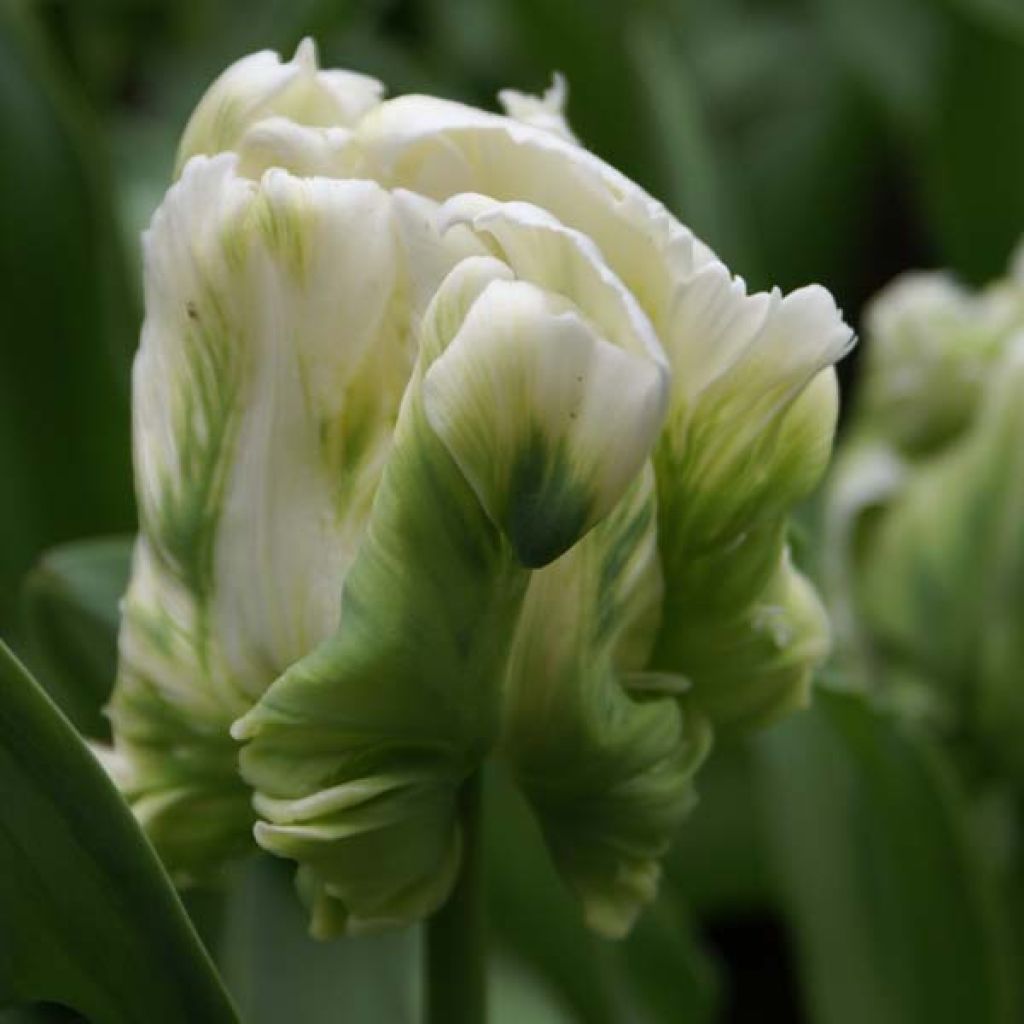 Tulipa Super Parrot - Parrot Tulip