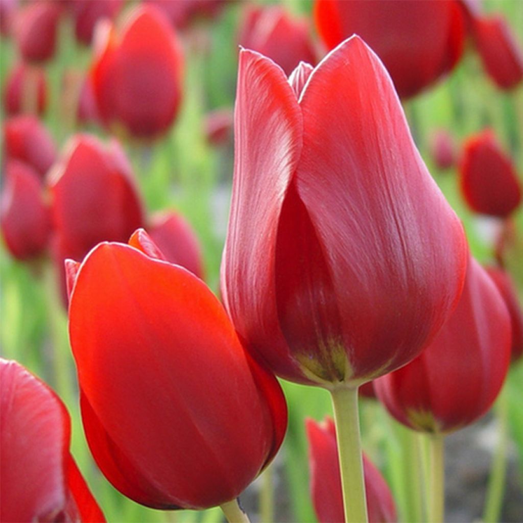 Tulipa Red Georgette - Mutliple flowering Tulip