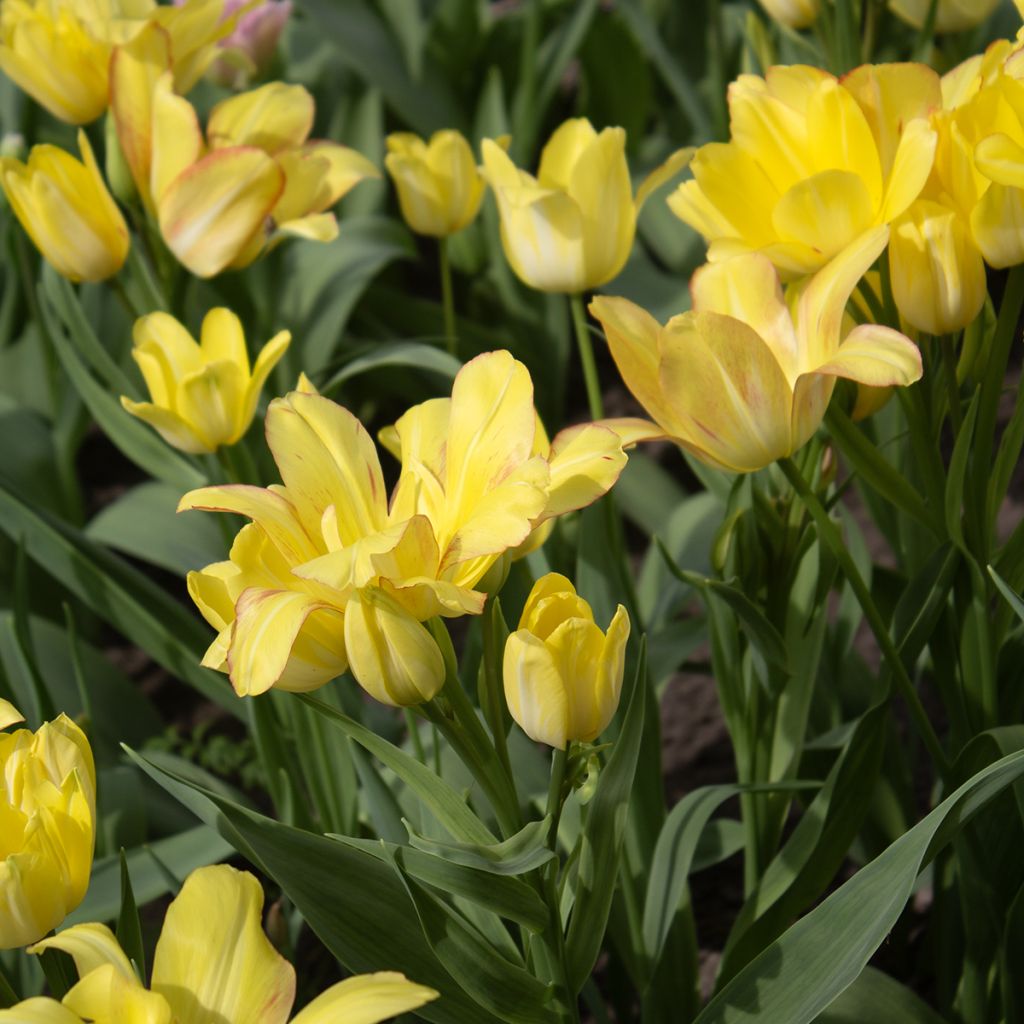 Tulipa Sunshine Club - Mutliple flowering Tulip