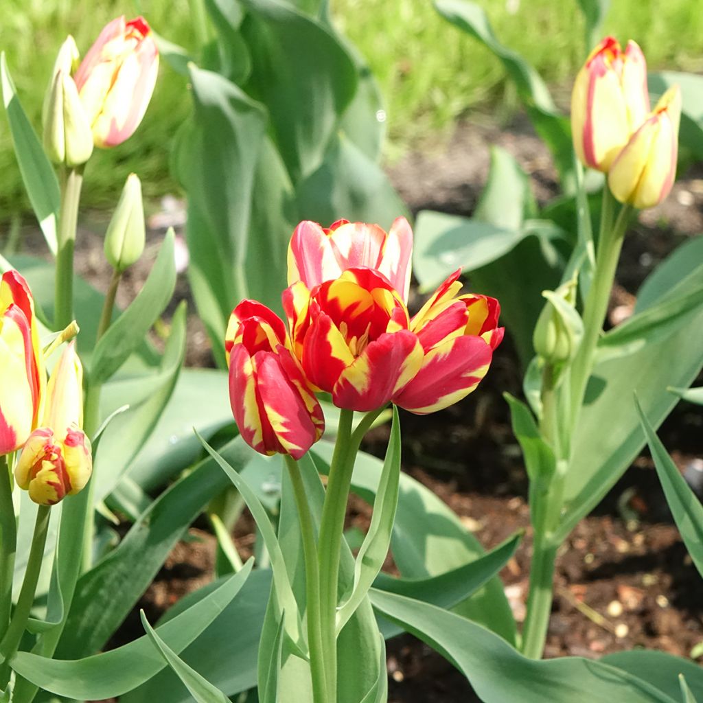 Tulipa Sunshine Club - Mutliple flowering Tulip