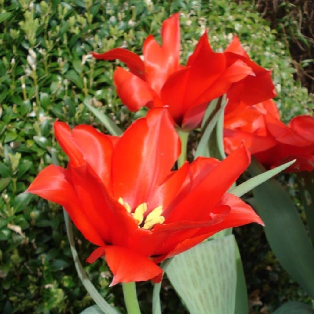 Tulipa Princesse Charmante