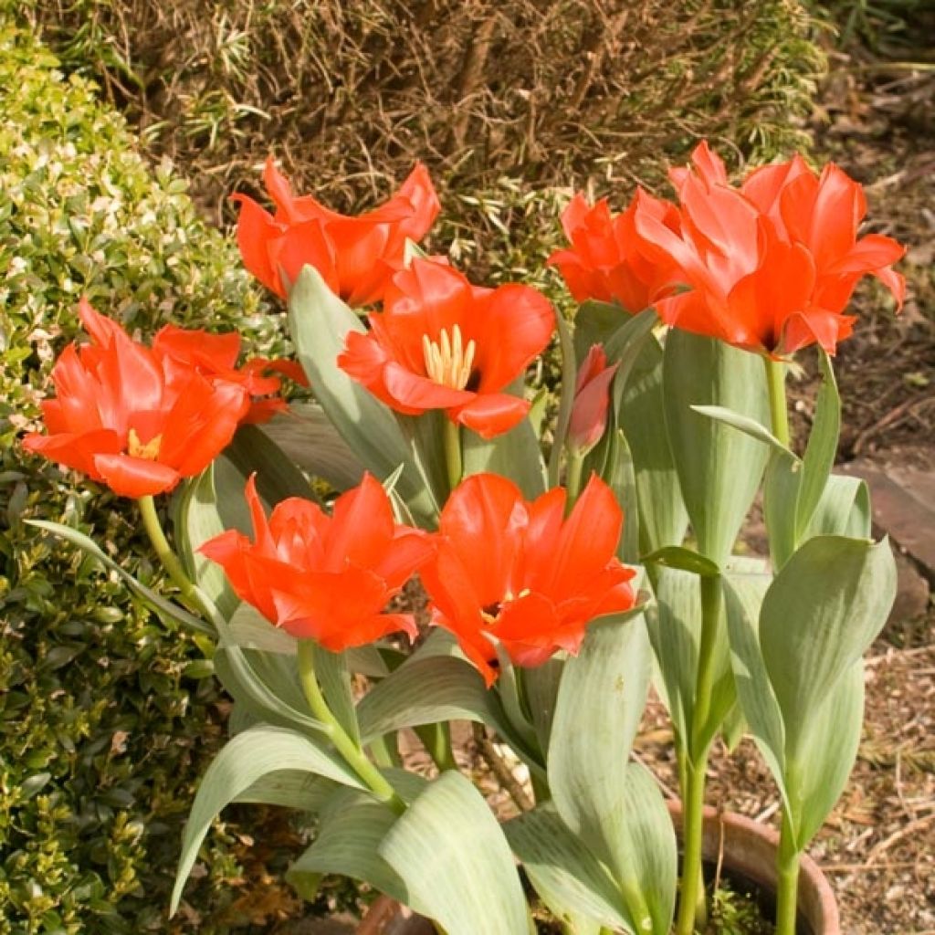 Tulipa Princesse Charmante