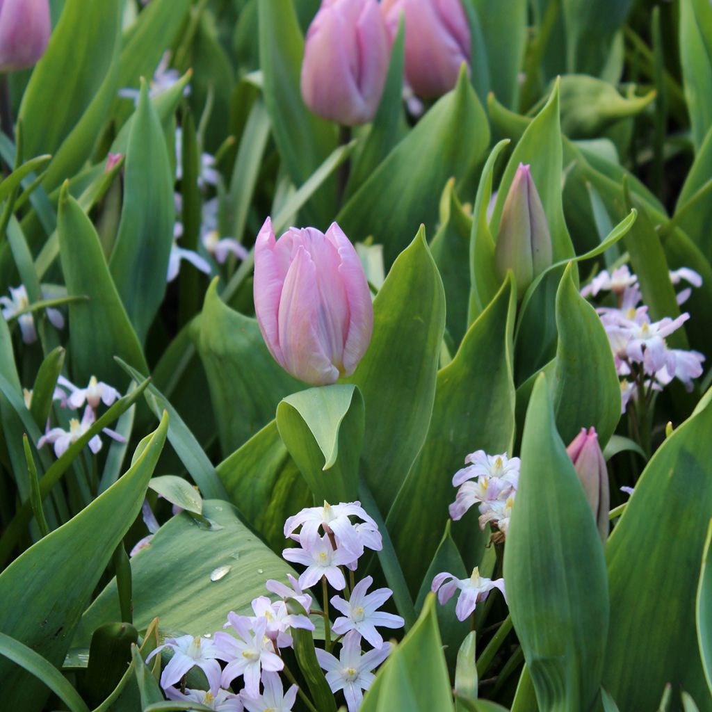 Tulipa Candy Prince