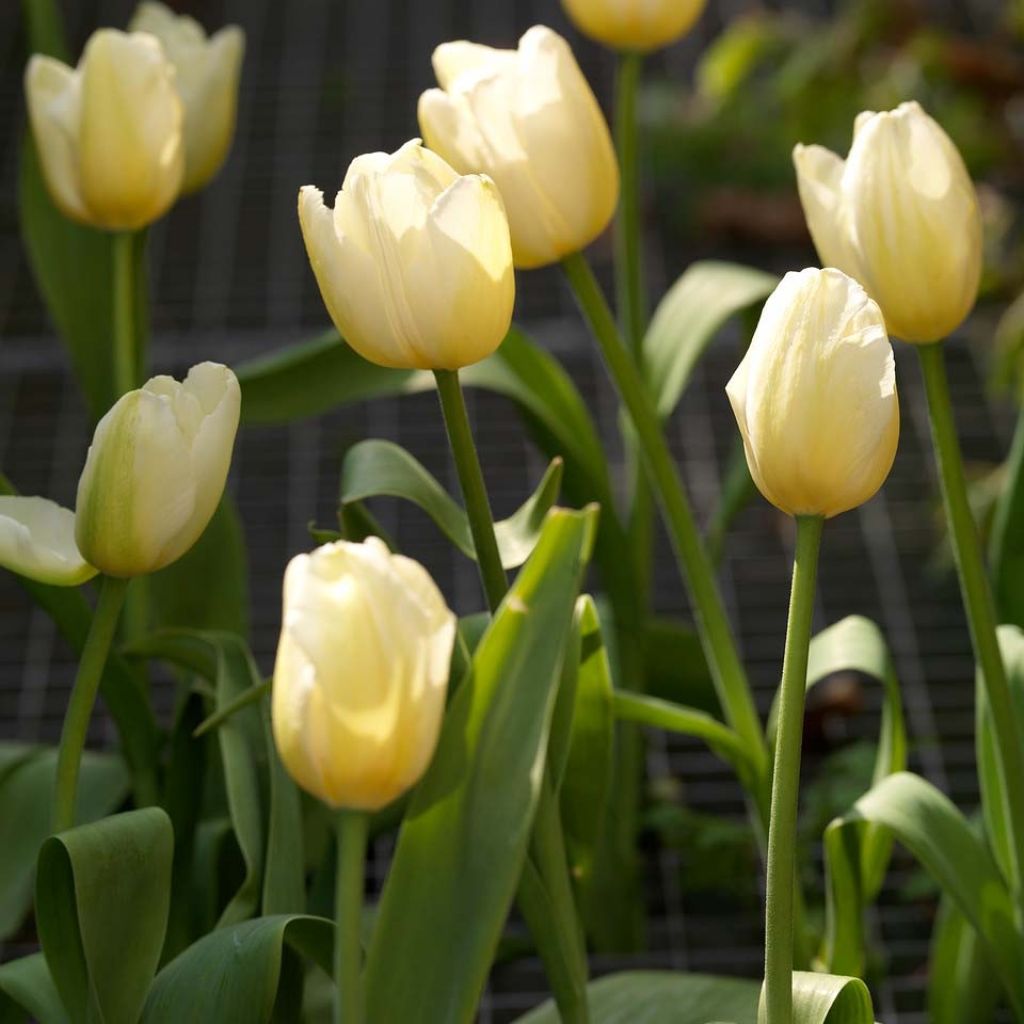 Tulipa Catherina - Early simple Tulip