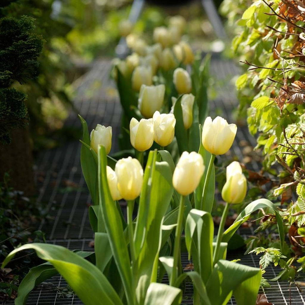 Tulipa Catherina - Early simple Tulip
