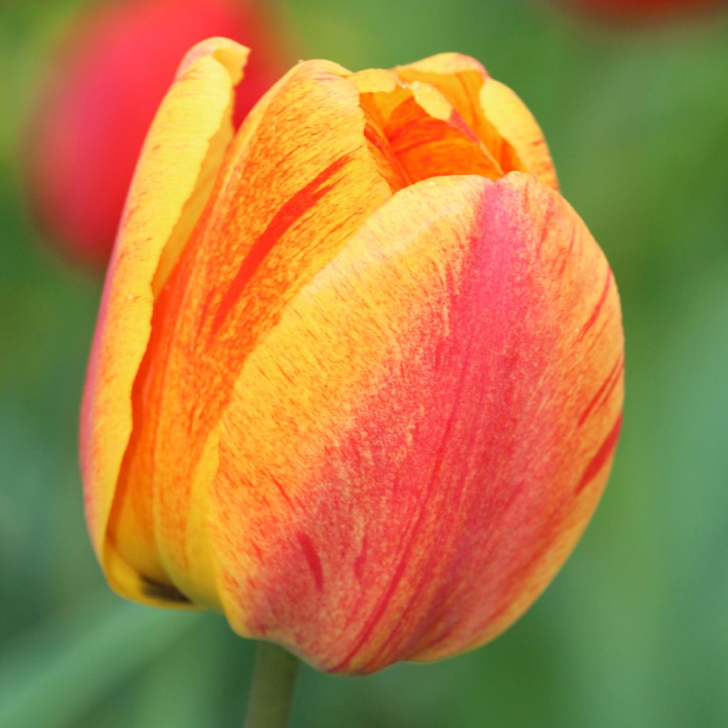 Tulipa Rhapsody of Smiles - Single late tulip