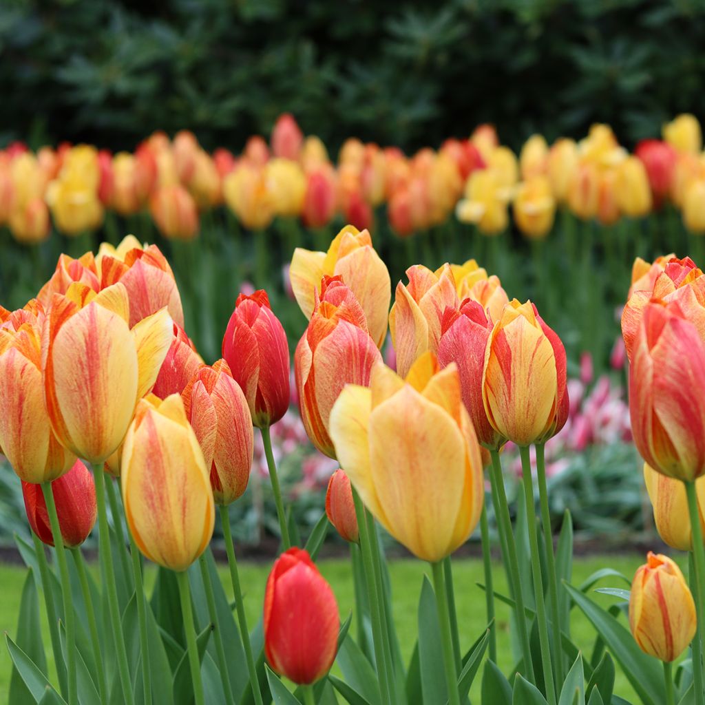 Tulipa Rhapsody of Smiles - Single late tulip